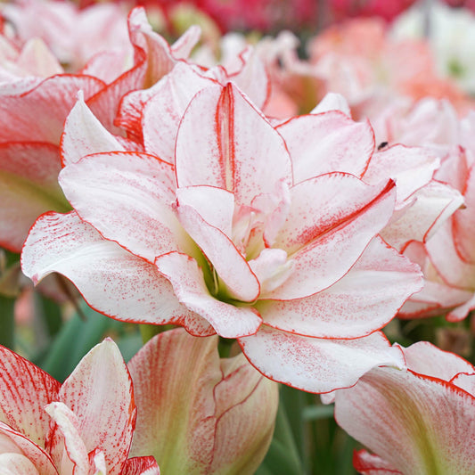 Amaryllis Striped Amadeus