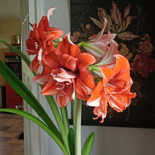 Amaryllis Flamed Amadeus