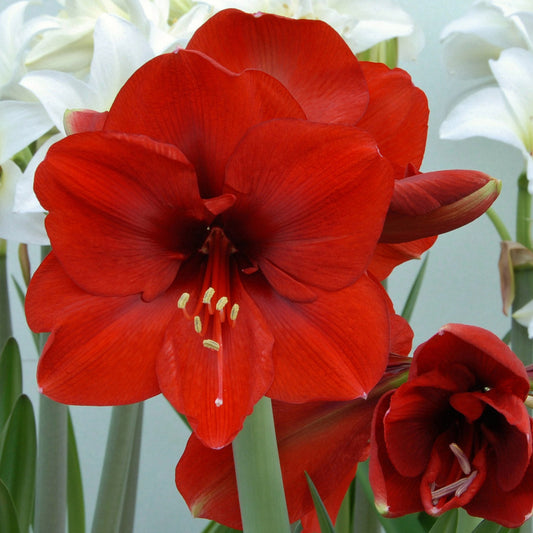 Amaryllis Ferrari