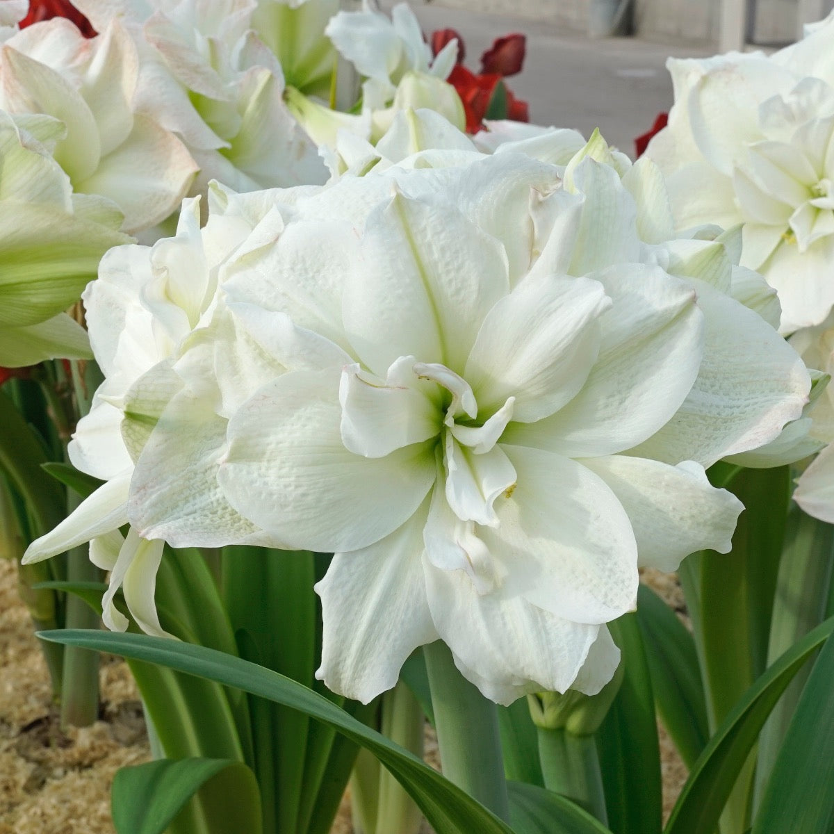 Amaryllis Polar Belle