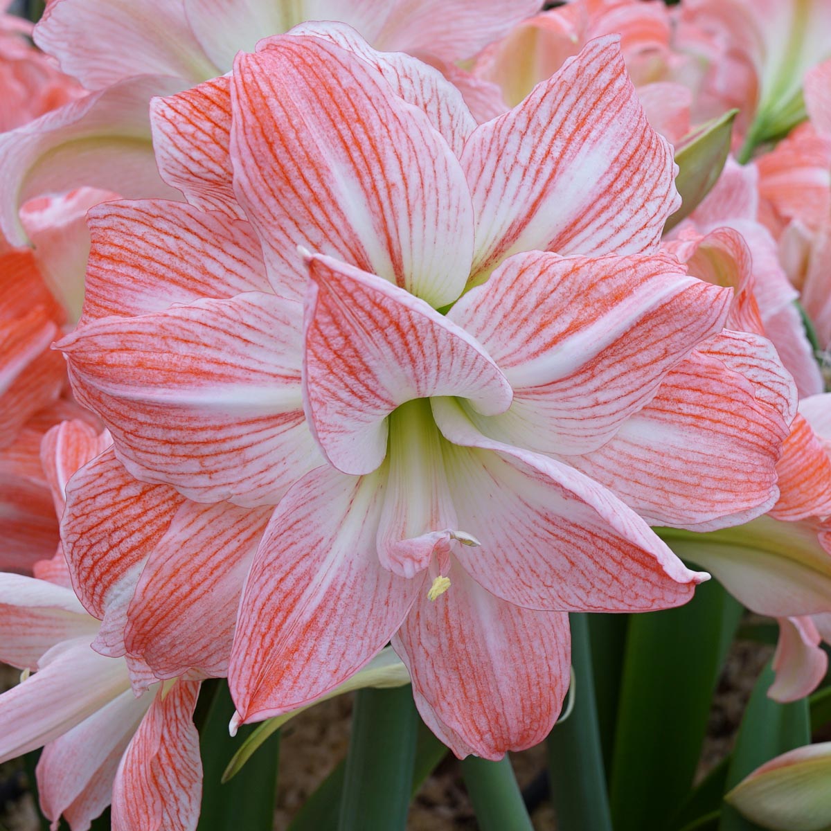 Amaryllis Giant Amadeus