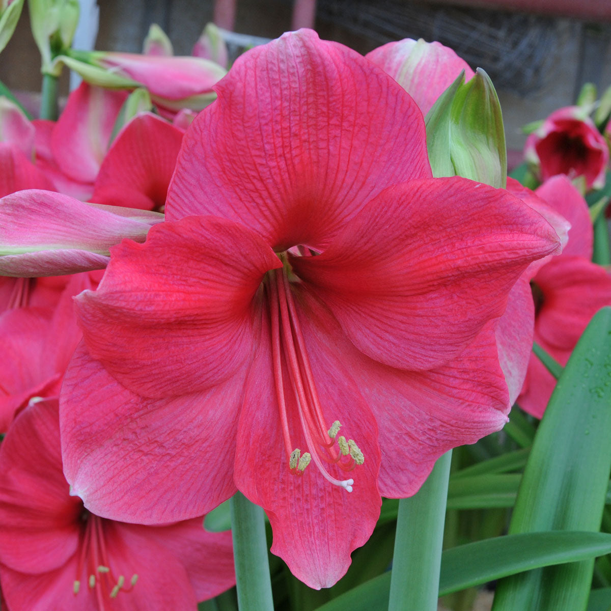 Amaryllis Pink Surprise